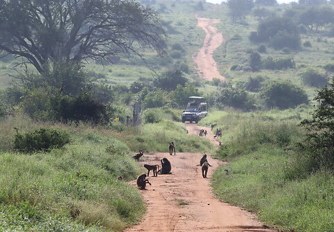 Viktorijos įspūdžiai iš safarių Afrikoje