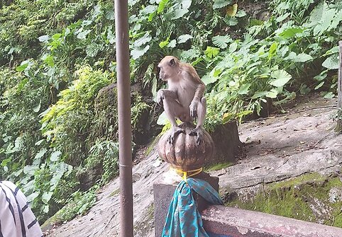 Batu urvai