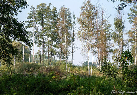 Žalgirių pažintinis takas