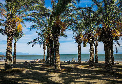 Datulinis finikas (Phoenix dactylifera)