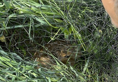 Į pagalbą pasitelkę dronus ir &scaron;unis medžiotojai i&scaron;gelbėjo du &scaron;imtus stirnų jauniklių