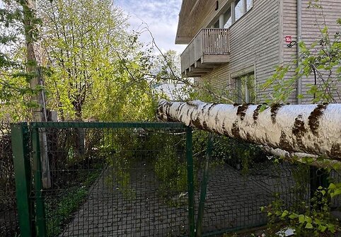 Gūsingo vėjo padariniai: Vilniaus Nočios g. ant ma&scaron;inos užvirto ilgametis beržas