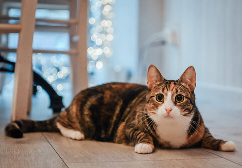 &bdquo;Cat Cafe&ldquo; &ndash; daugiau nei kavinė: unikalus socialinis verslas, kuriantis vertę investuotojams