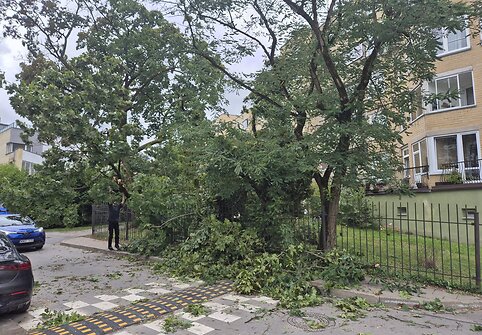 Vėjo nuverstas klevas Lū&scaron;ių g., Žvėryne, Vilniuje