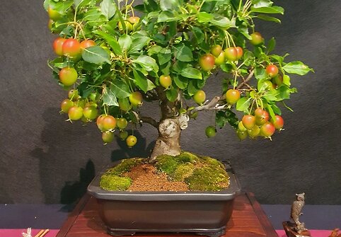 K.Ptakausko bonsai menas