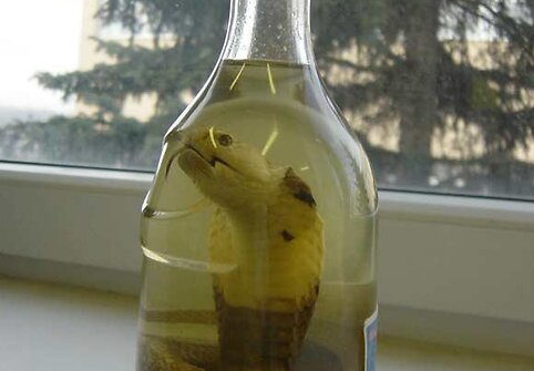 Kobra butelyje