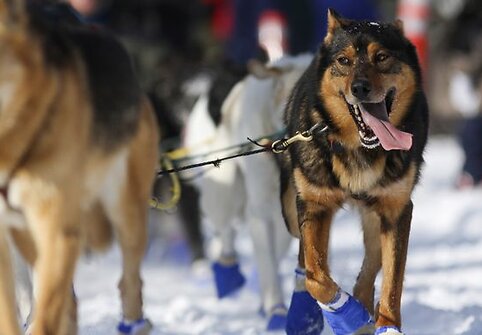 Vienas iš šunų kinkinių lenktynių „Iditarod“, vykstančių Aliaskoje, dalyvis.
