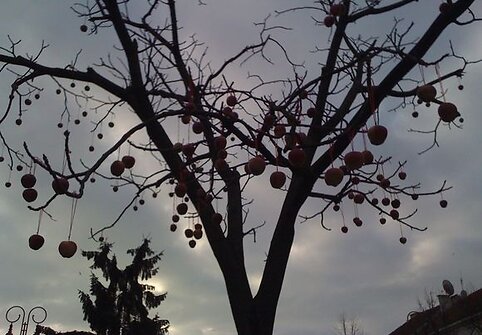 Vilniuje, Vokiečių g., ant medžių &bdquo;užaugo&ldquo; obuoliai. 2009-04-01