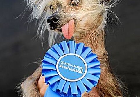 Bjauriausio pasaulio &scaron;uns rinkimų Kalifornijoje nugalėtoja &ndash; Miss Ellie. 