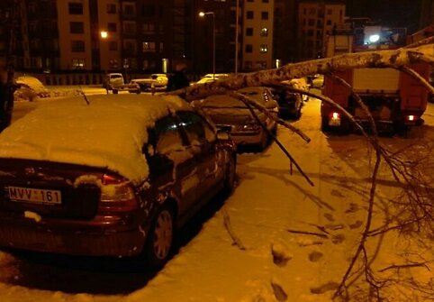 Ant automobilio užvirtęs medis