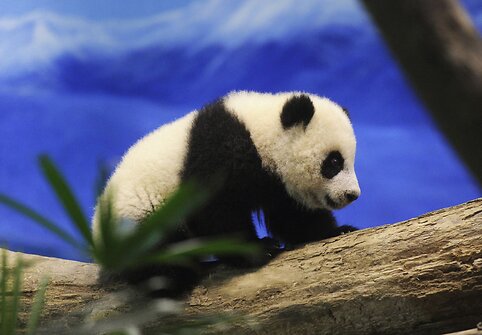 Panda Juan Zai traukia turistus i&scaron; viso pasaulio