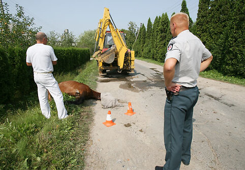 Avarijoje sužeistą gyvūną teko &bdquo;užmigdyti&ldquo;