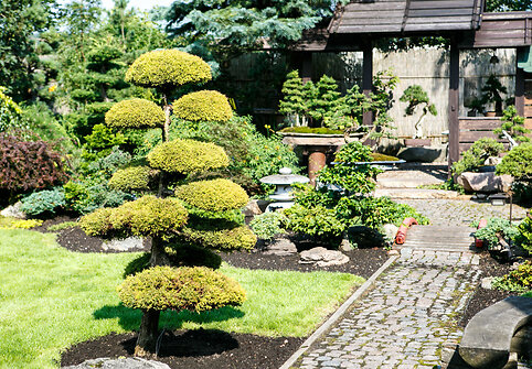 Bonsai oazė Kęstučio Ptakausko namuose