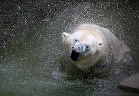 Baltasis lokys Kasparas