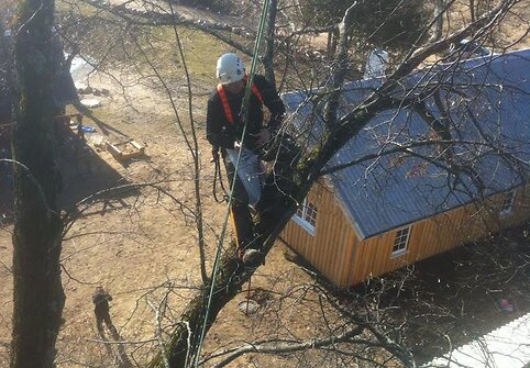 Arboristas