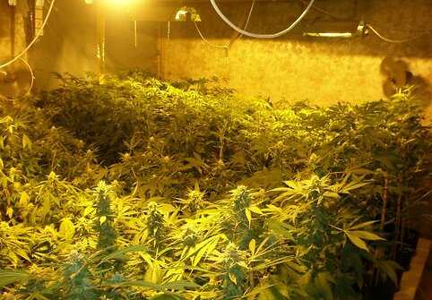 Kanapių plantacija vešėjo Kaišiadorių rajone esančiame vienkiemyje