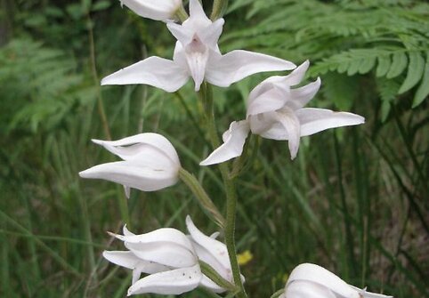 Baltoji cephalanthera rubra