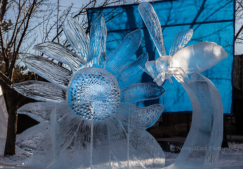 Festivalio „Ice on Whyte“ dalyvių skulptūros