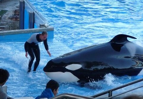 Vandens pramogų parkas &bdquo;SeaWorld&ldquo;