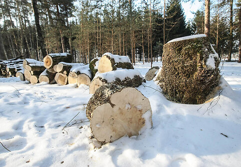 Tvarkomas Vingio parkas