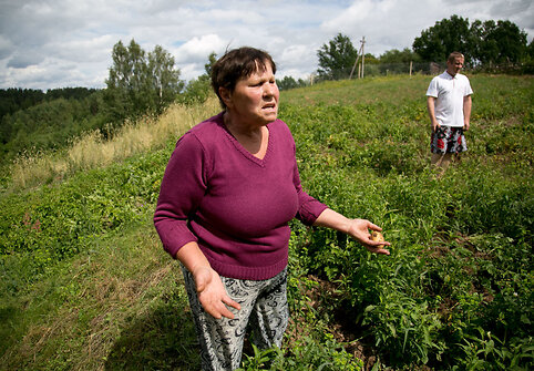 Šernų siautėjimo padariniai Griovių kaime