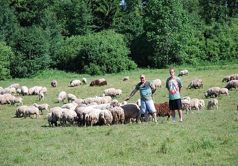 Avių ūkis Tel&scaron;iuose