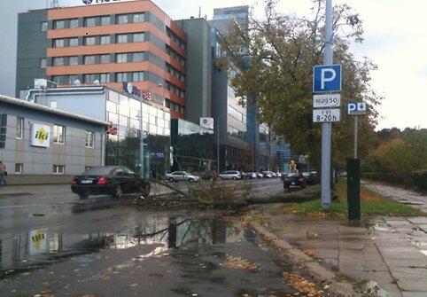 Nuvirtęs medis Goštauto gatvėje