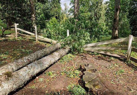 Audros nuniokotas Taujėnų dvaro parkas