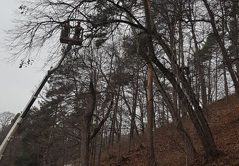 Medžių genėjimas Verkių parke