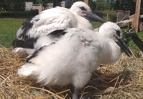 Paplauskų sodyboje gyvenantys gandrai