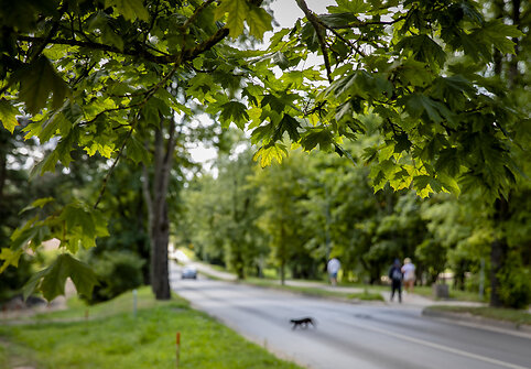Lentvario Klevų alėja