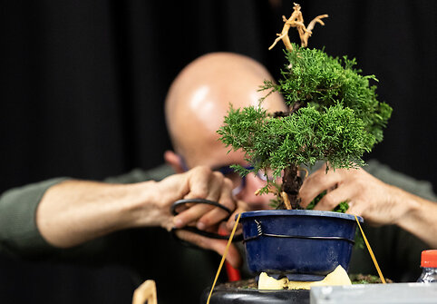 NTC Bonsai jaunųjų talentų konkursas