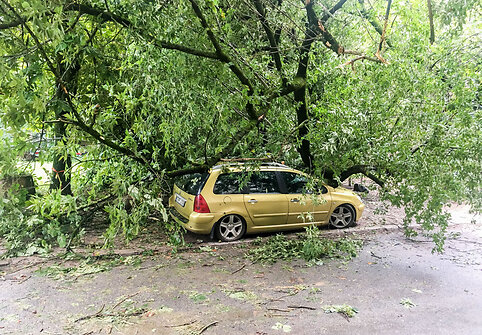 Nuvirtęs medis Vienuolio gatvėje