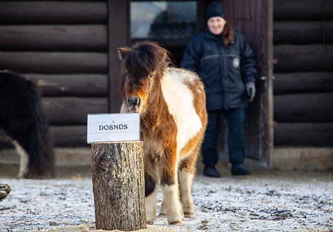Kauno zoologijos sode Ugninio arklio metus &bdquo;i&scaron;prana&scaron;avo&ldquo; &Scaron;etlando poniai