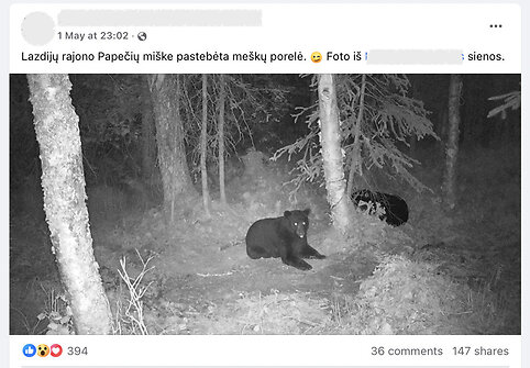 Tariamai miške Lietuvoje pastebėtų meškų nuotrauka sulaukė didelio dėmesio