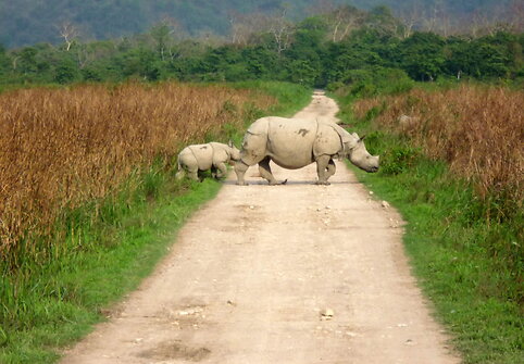 Kaziranga raganosių parkas Indijoje
