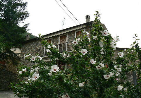 Cenova