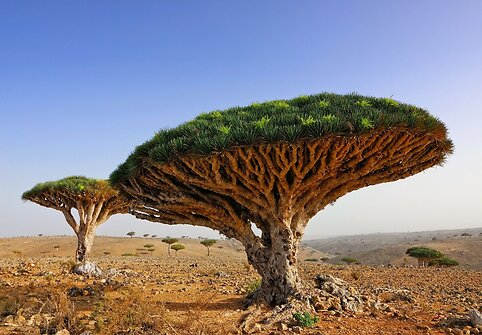 Sokotra