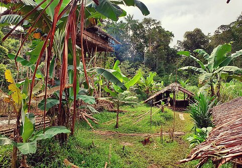 Korowai genties namai