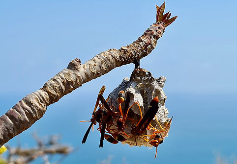 Sokotros fauna