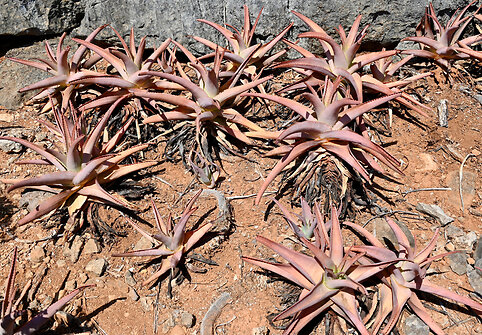 Sokotros flora