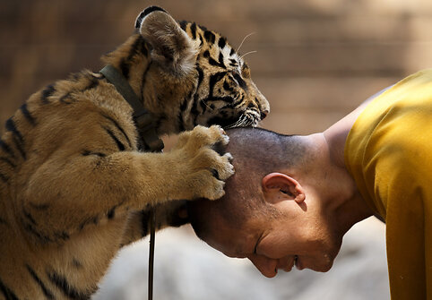 &bdquo;Tigrų &scaron;ventykla&ldquo; Tailande