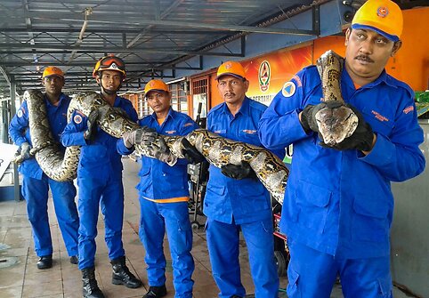 Milžini&scaron;kas pitonas, rastas Malaizijoje