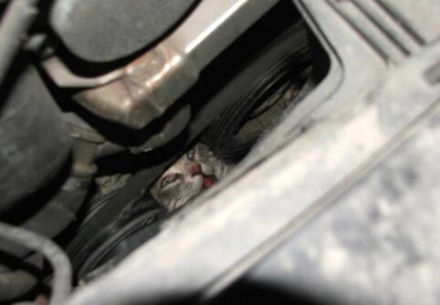 Nuotraukos pavadinimas