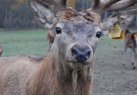 &Scaron;imonėlių &scaron;eima augina elnius