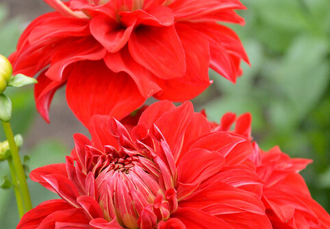 'American Beauty',  Swan Island Dahlias, 2008 (US)