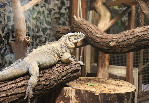 Žozefina ir Bonapartas – nauji gyventojai Lietuvos zoologijos sode