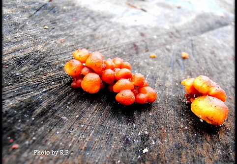 Nuotraukos pavadinimas