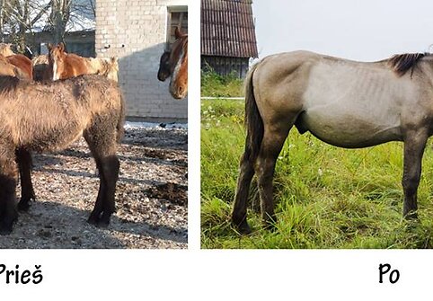 Kapucinas. Iš pradžių savanoriai juokais kalbėjo, kad tai turbūt asiliukas. Jis net garsus skleidė, kaip asiliukas. Buvo labai baikštus, nepasitikintis žmonėmis. Dabar jis sparčiai auga, keičiasi ir pagaliau darosi panašus į tikrą arklį bei tampa tikru žmogaus draugu.