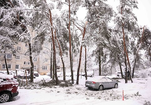 Gausus Sniegas Jau Pridarė Nuostolių Medziai Virsta Ant Automobilių Apie 20 Tukst Namų Be Elektros 15min Lt